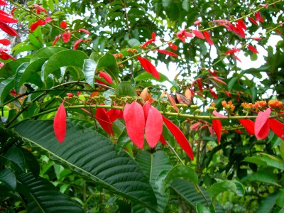 Farbenpracht in Amazonas