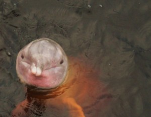 Boto - der rosa Flussdelfin