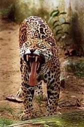Onca pintada - gefleckter Jaguar