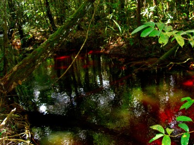 Die Abendsonne spiegelt sich im schwarzen Wasser der Regenwaldflüsse im Norden Amazoniens